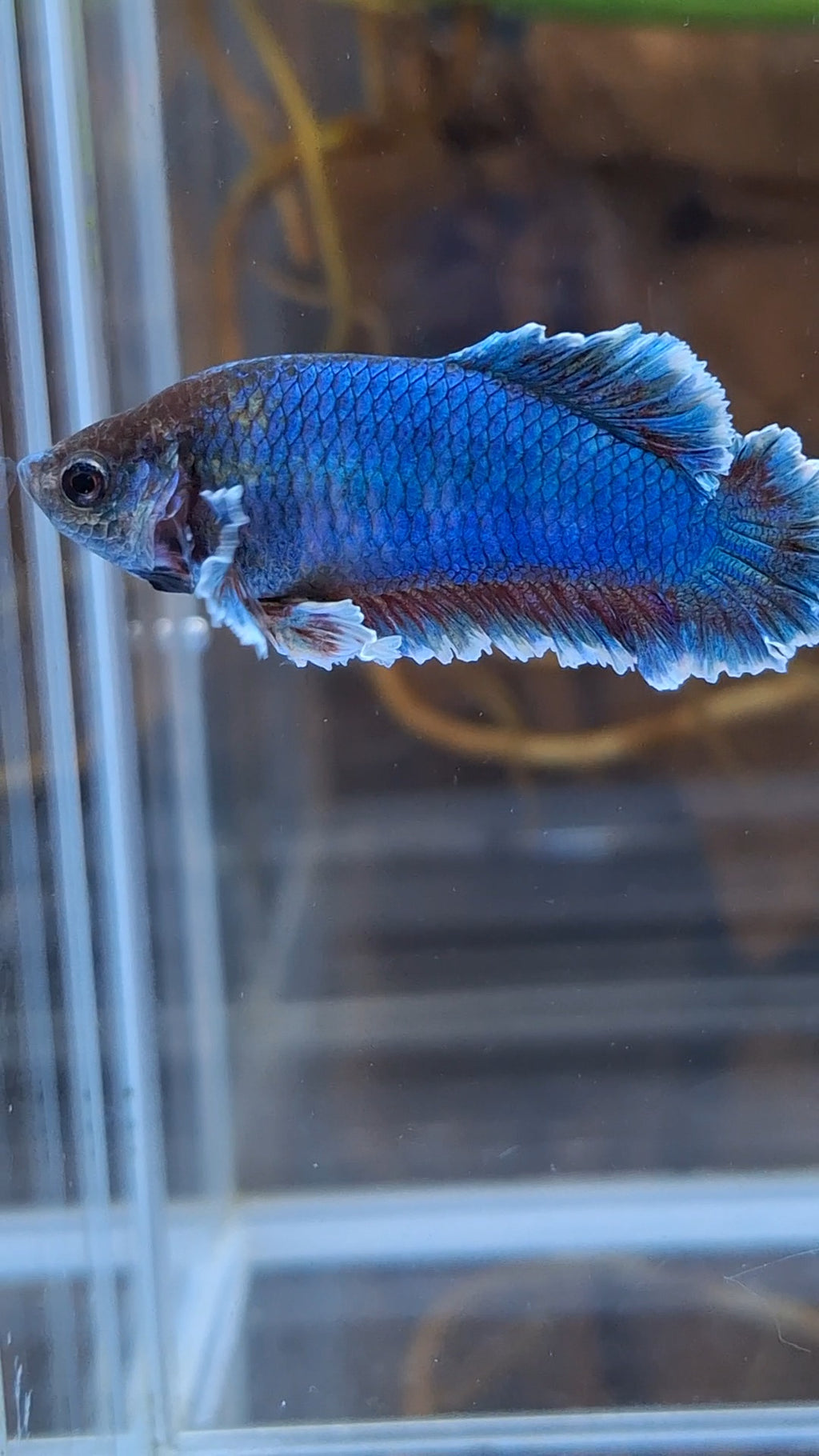 King Feathertail Female Betta Fish For Sorority / Breed