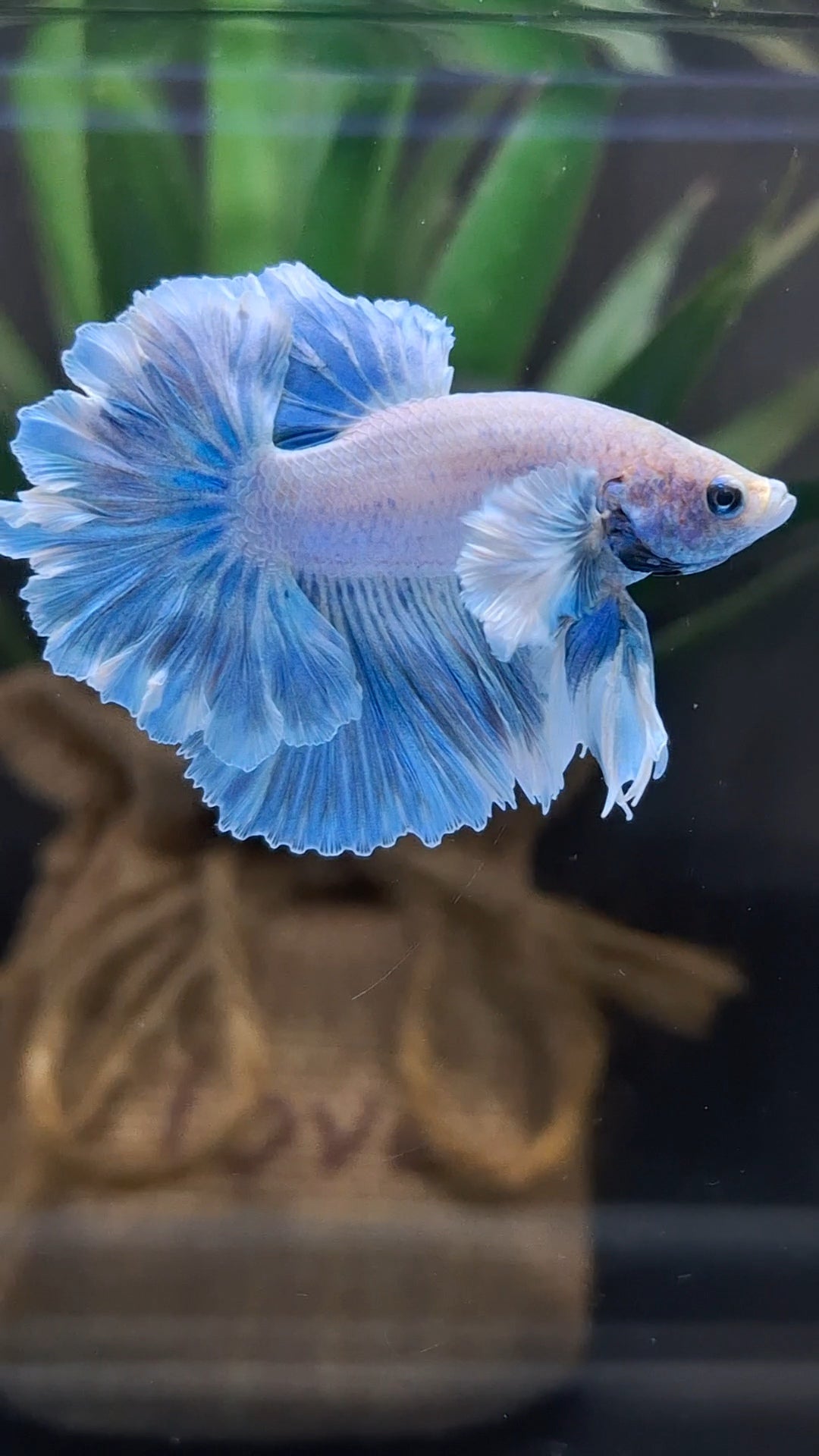 King Feathertail Rose Dumbo Ear Blue Sky Betta Fish Male