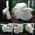 OHM Halfmoon White Platinum Opaque Betta Fish Male