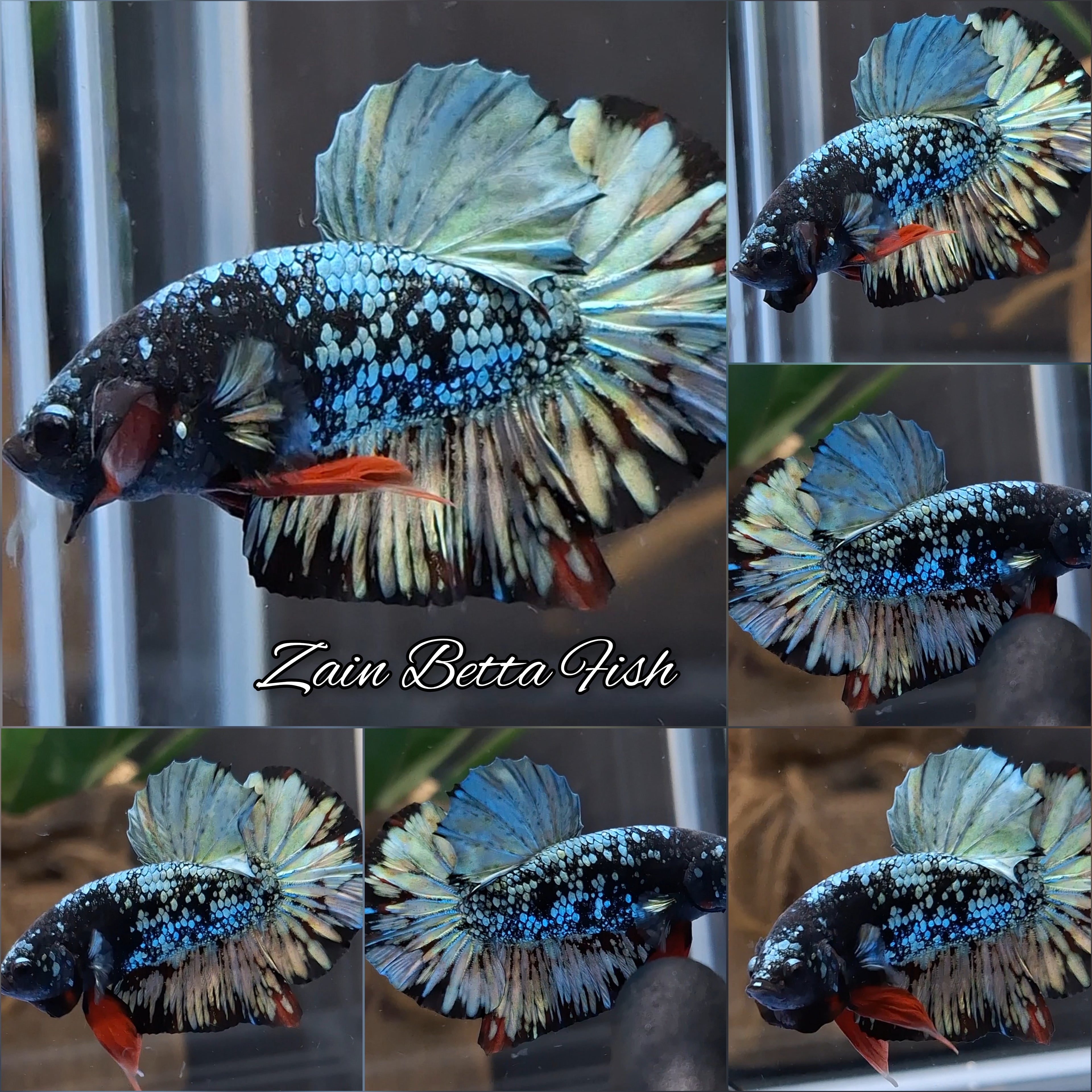 Avatar Copper HMPK Betta Fish Male