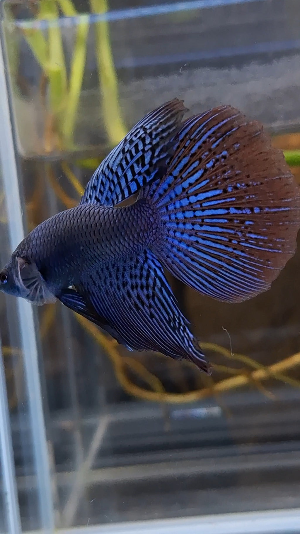 Alien Long Fins Blue Delta Tail Rare Wild Betta Fish Male