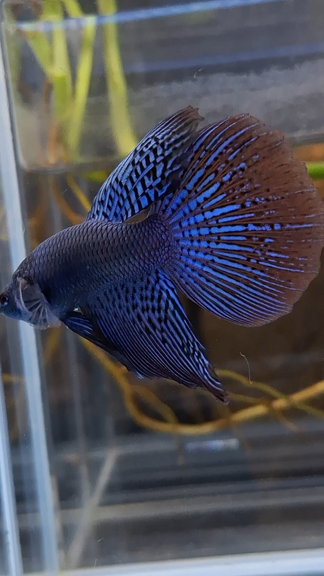 Alien Long Fins Blue Delta Tail Rare Wild Betta Fish Male