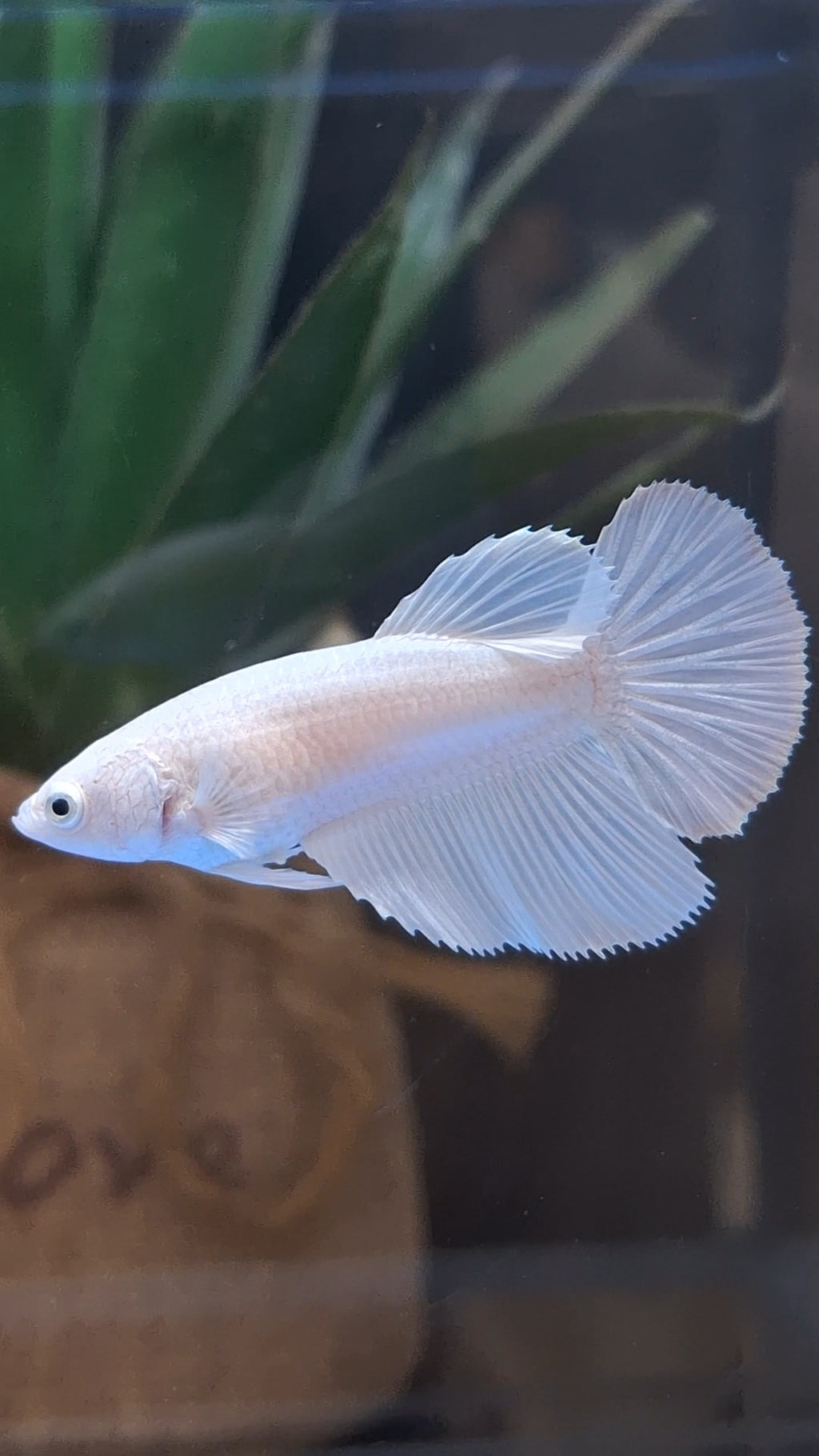 Halfmoon White Platinum Female Betta Fish For Sorority and Breed