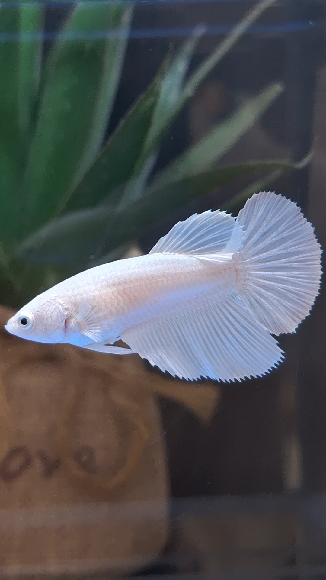 Halfmoon White Platinum Female Betta Fish For Sorority and Breed