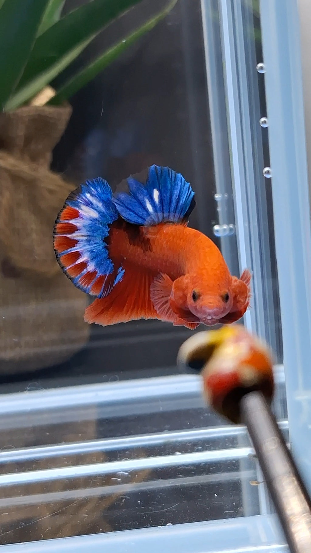 Hellboy Plakat HMPK Betta Fish Male