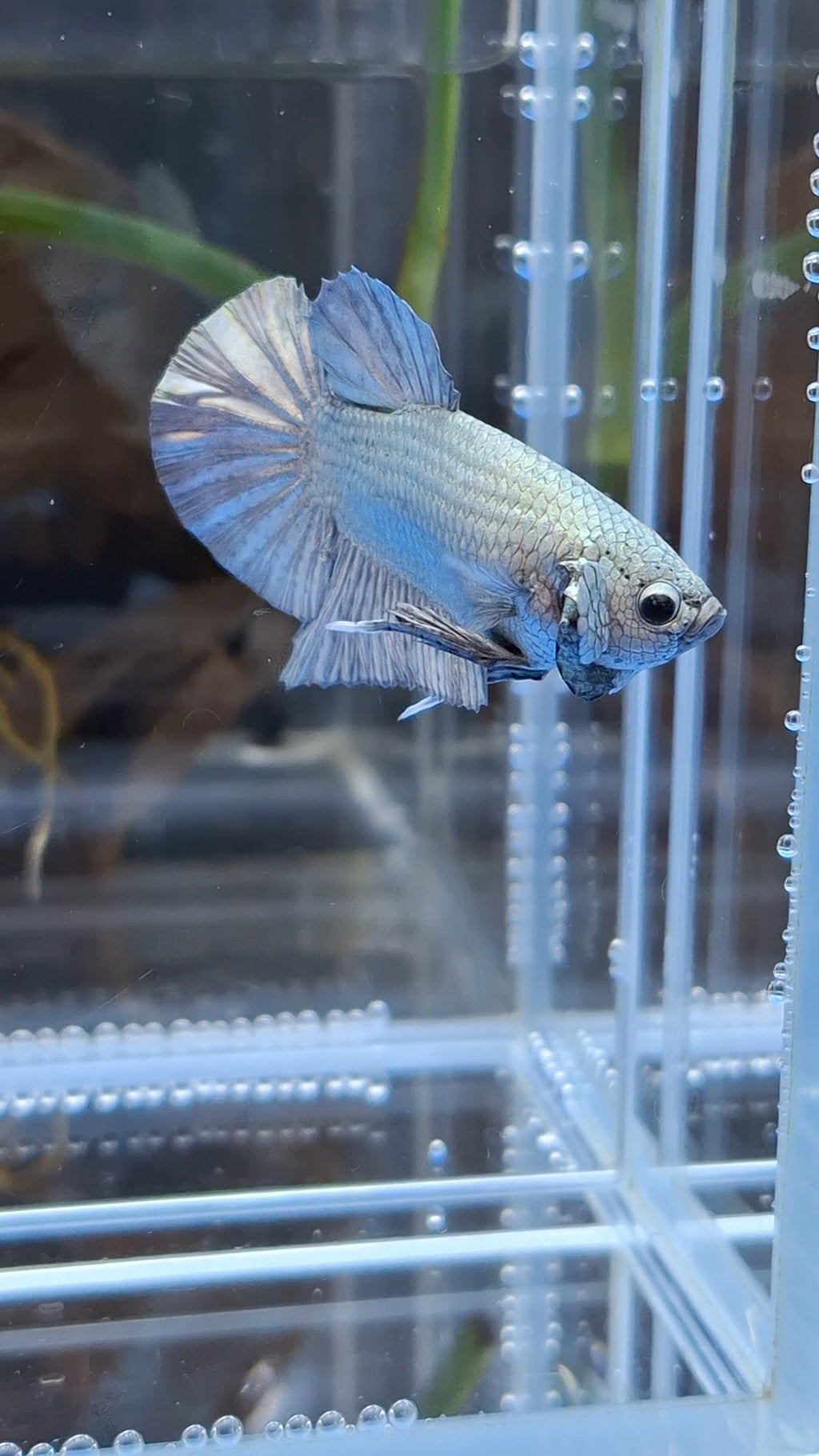Copper Solid Size Large Plakat HMPK Betta Fish Male