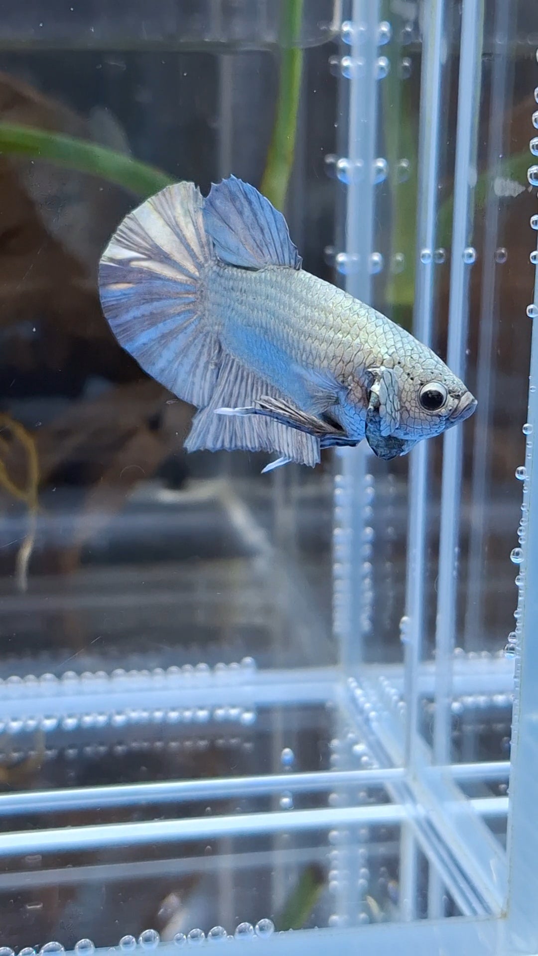 Copper Solid Size Large Plakat HMPK Betta Fish Male