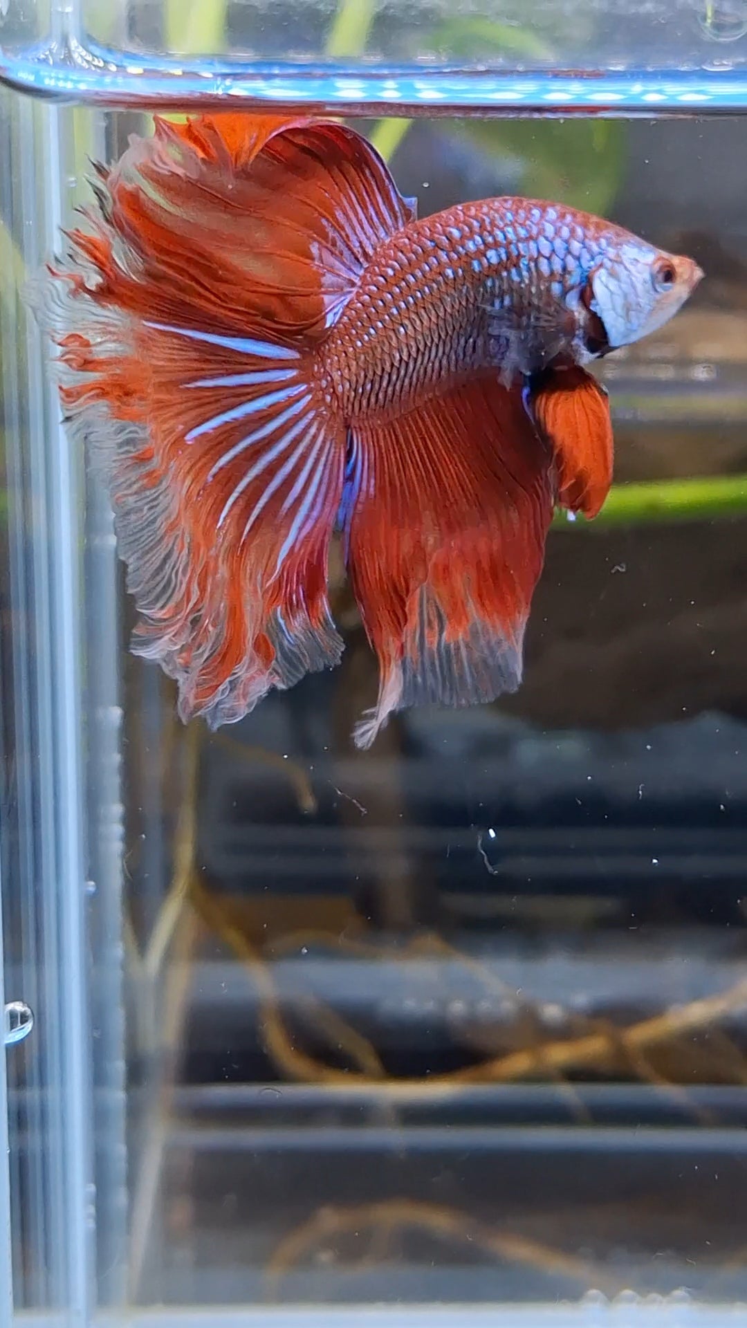 Halfmoon Rosetail Curly Red Imbellis Rare Hybrid Wild Betta Fish Male
