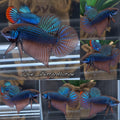 Smaragdina Green Spadetail Wild Betta Fish HMPK Male
