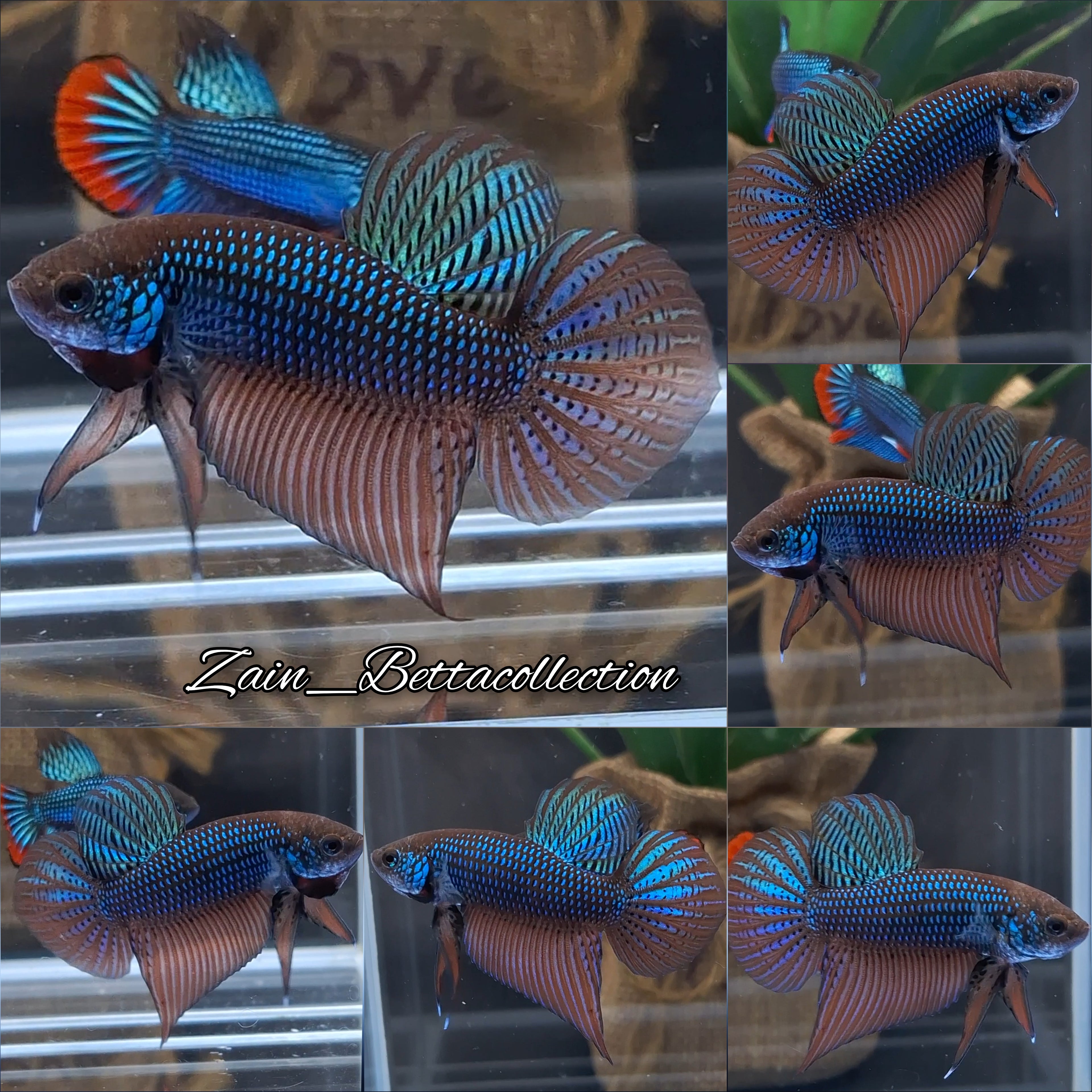 Smaragdina Green Spadetail Wild Betta Fish HMPK Male