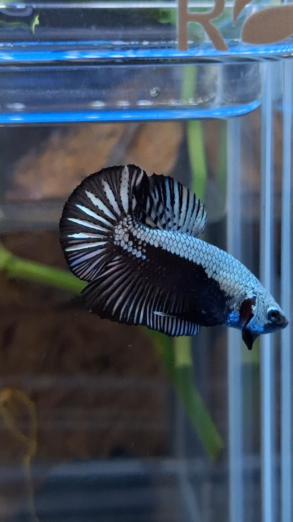 Samurai Plakat HMPK Betta Fish Male