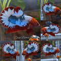Red Fancy Army FCCP Startail Large Size HMPK Plakat Betta Fish Male