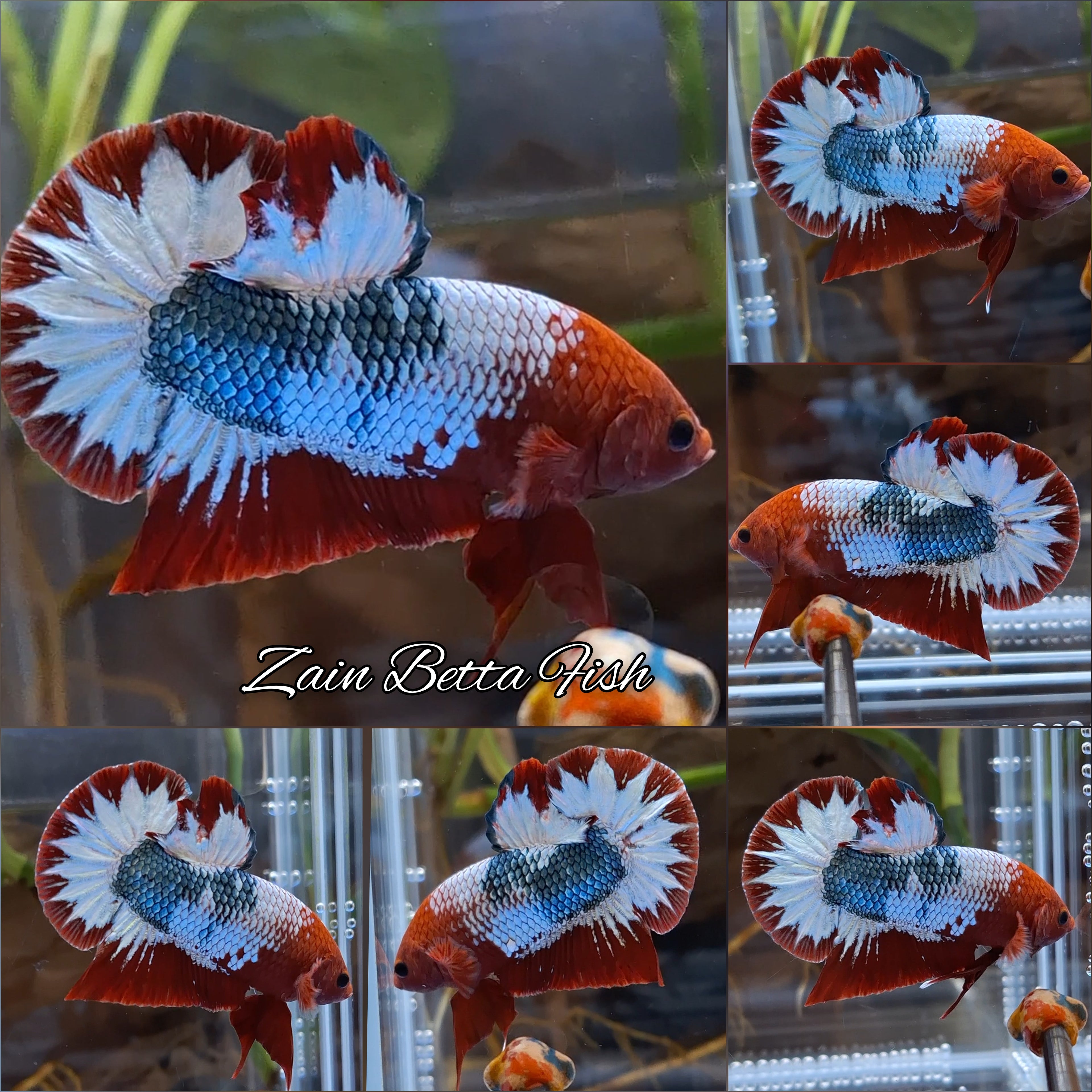 Red Fancy Army FCCP Startail Large Size HMPK Plakat Betta Fish Male