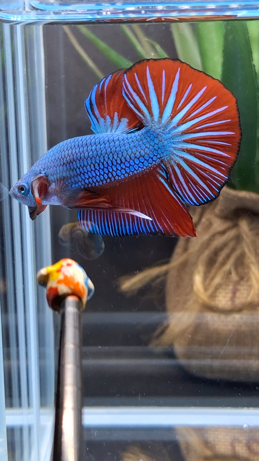 Blue Turquoise Dragon Startail Big Tail HMPK Betta Fish Male