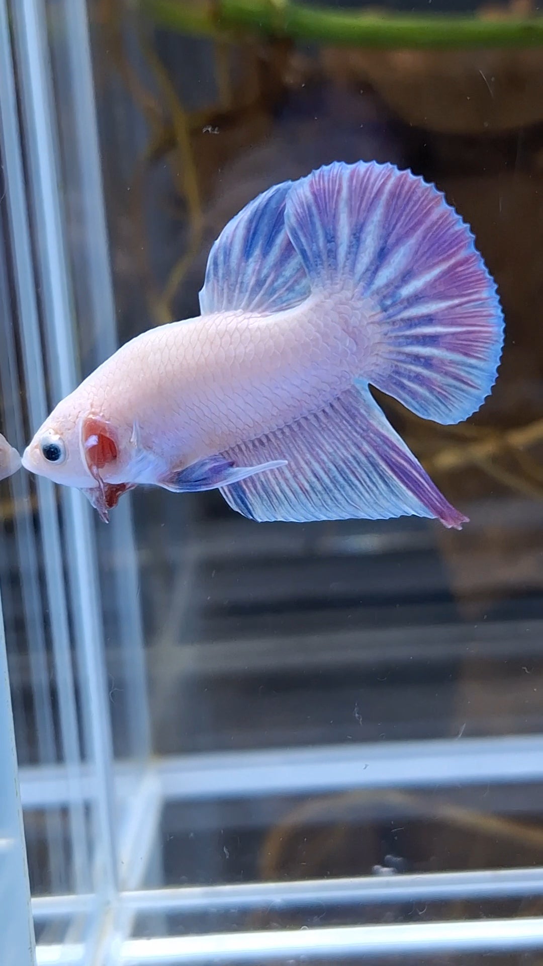 Hologram Aurora Pink Purple Plakat HMPK Rare Betta Fish Male