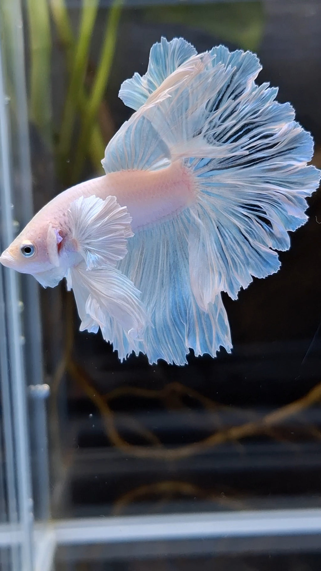 Halfmoon Feathertail Dumbo Ear White Unicorn Betta Fish Male