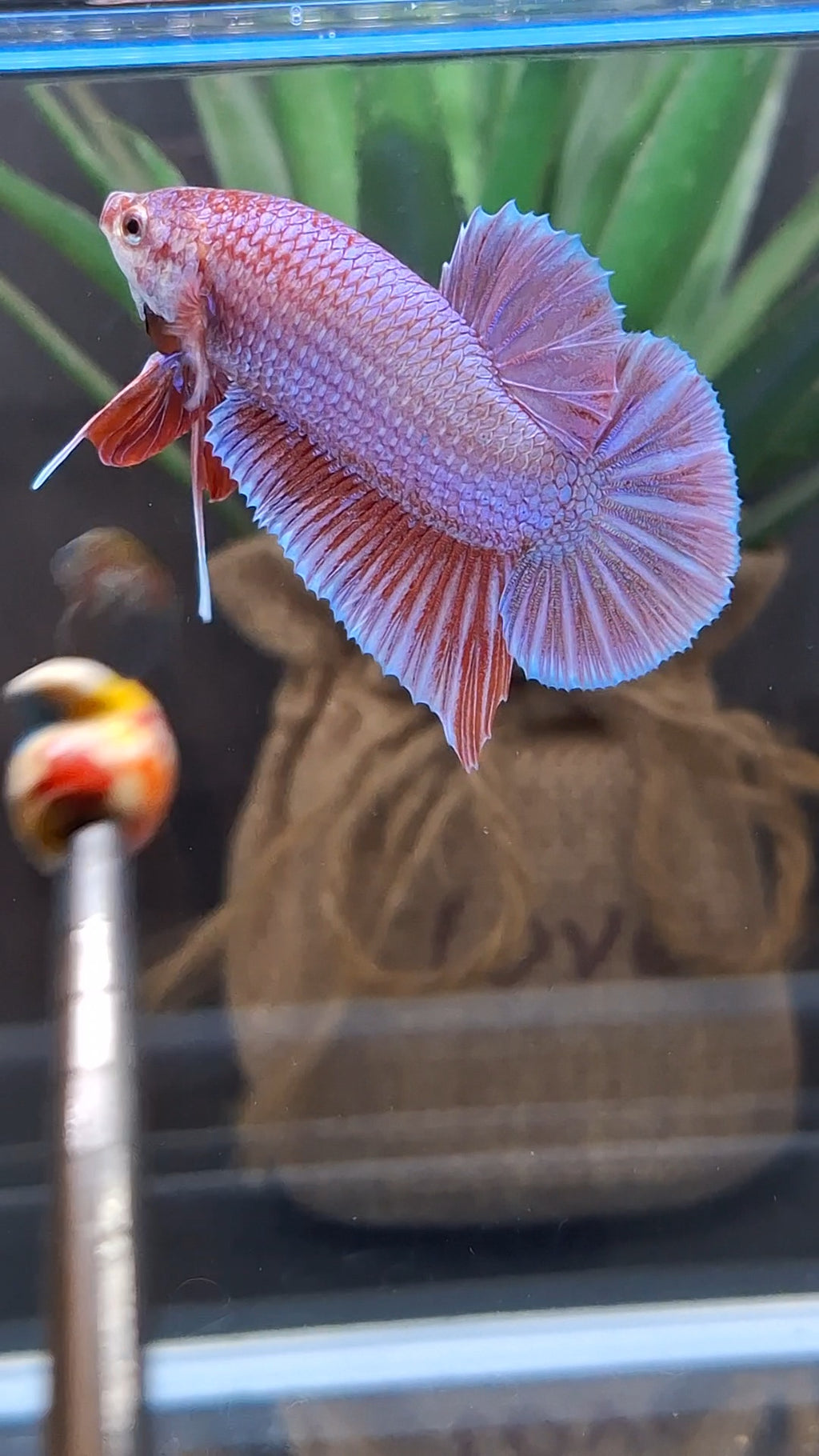 Purple Pink Aurora Rare Plakat HMPK Betta Fish Male