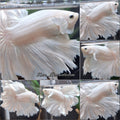 OHM Halfmoon White Platinum Opaque Betta Fish Male