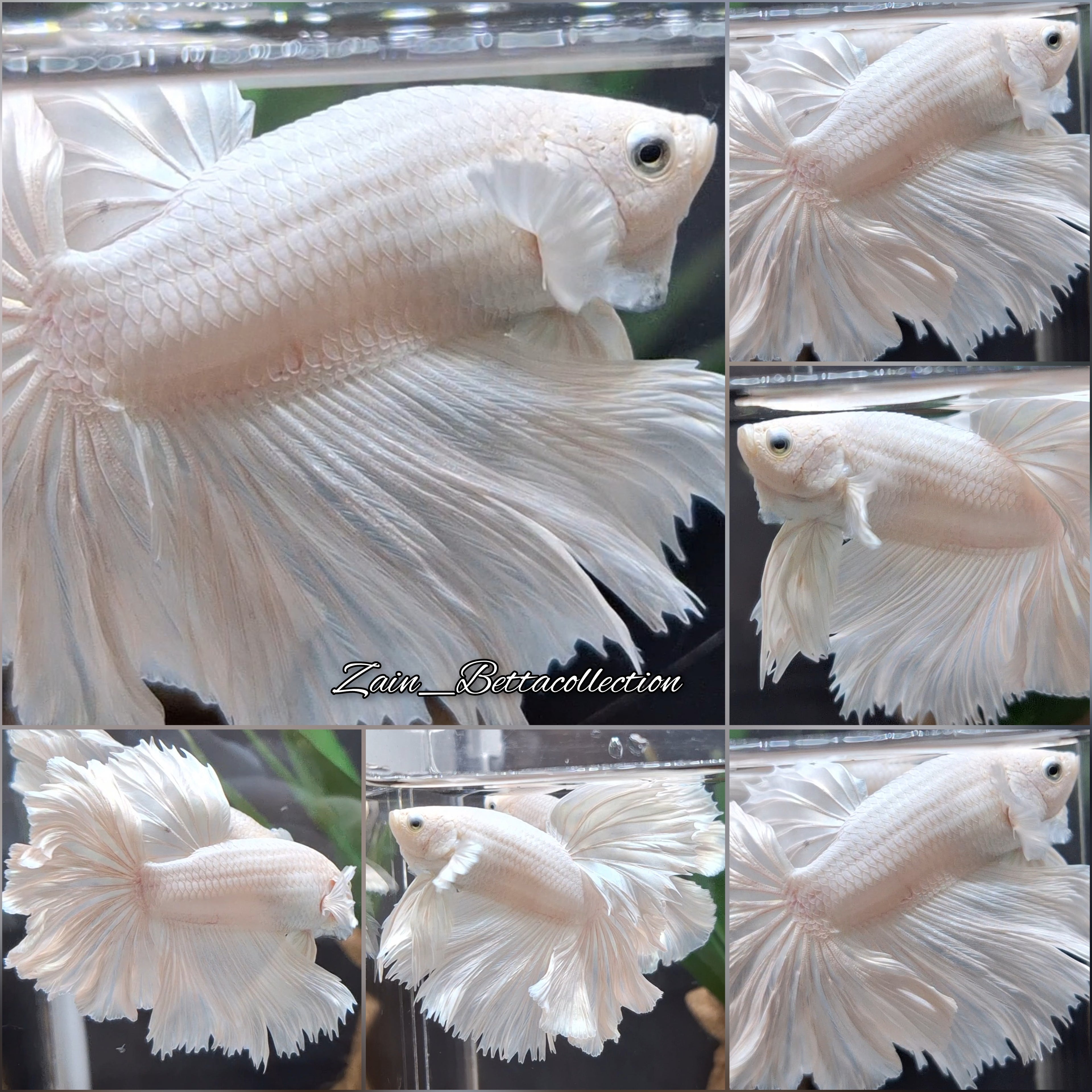 OHM Halfmoon White Platinum Opaque Betta Fish Male