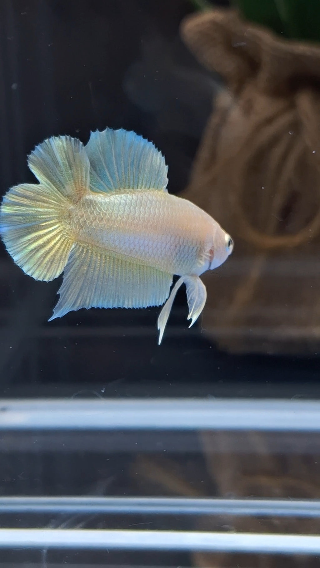 Junior Gold Double Tail Plakat DTPK HMPK Betta Fish Male