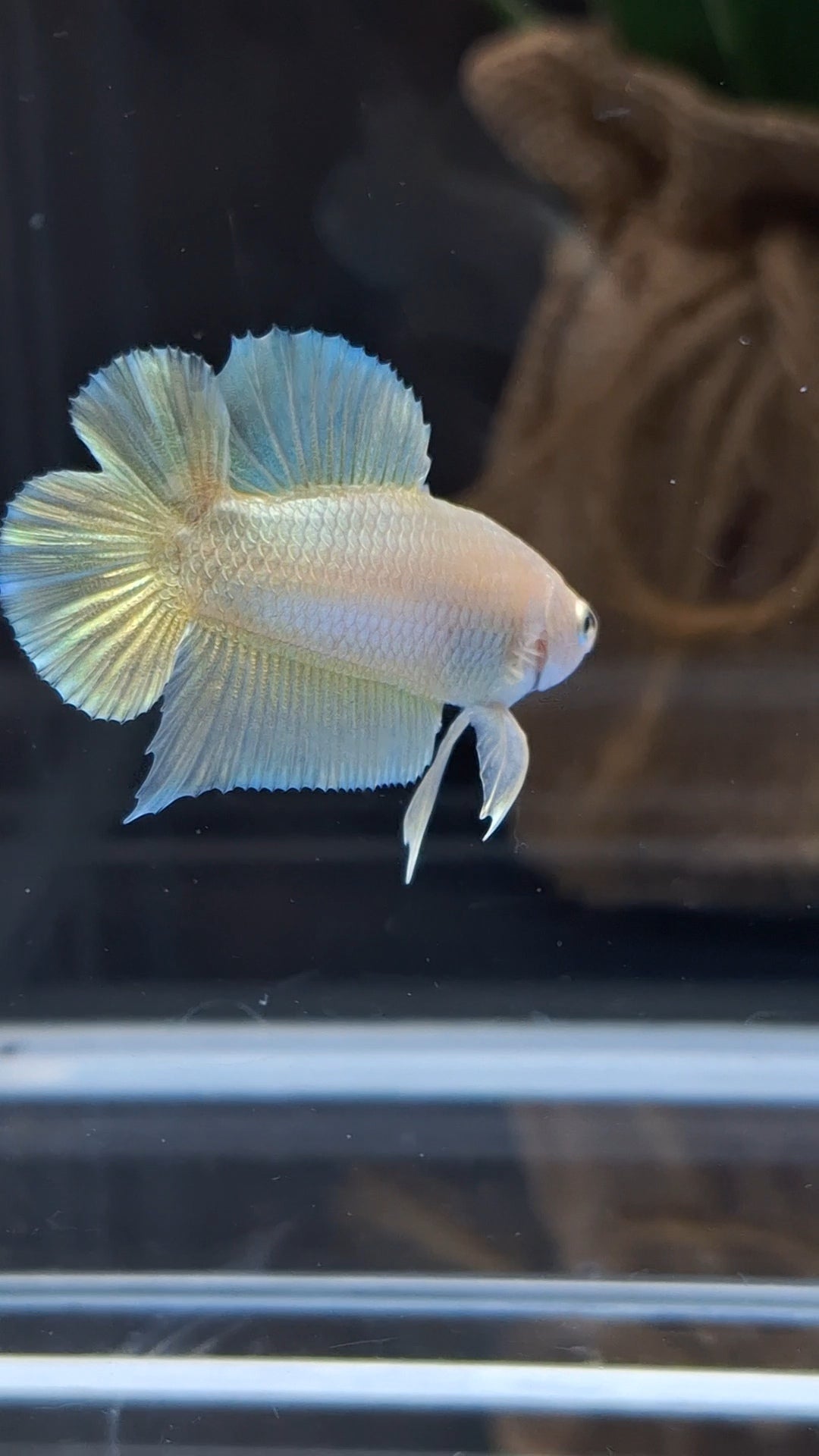 Junior Gold Double Tail Plakat DTPK HMPK Betta Fish Male