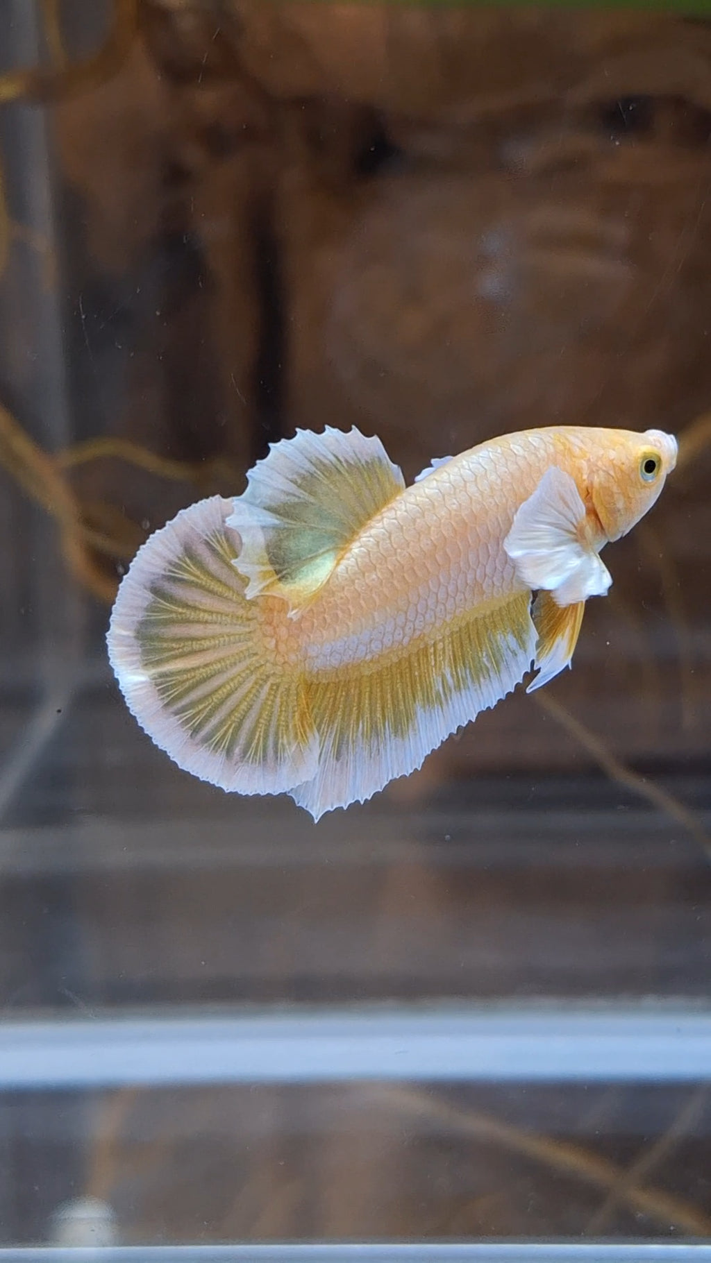 Gold Big Ear Butterfly Plakat Betta Fish Male