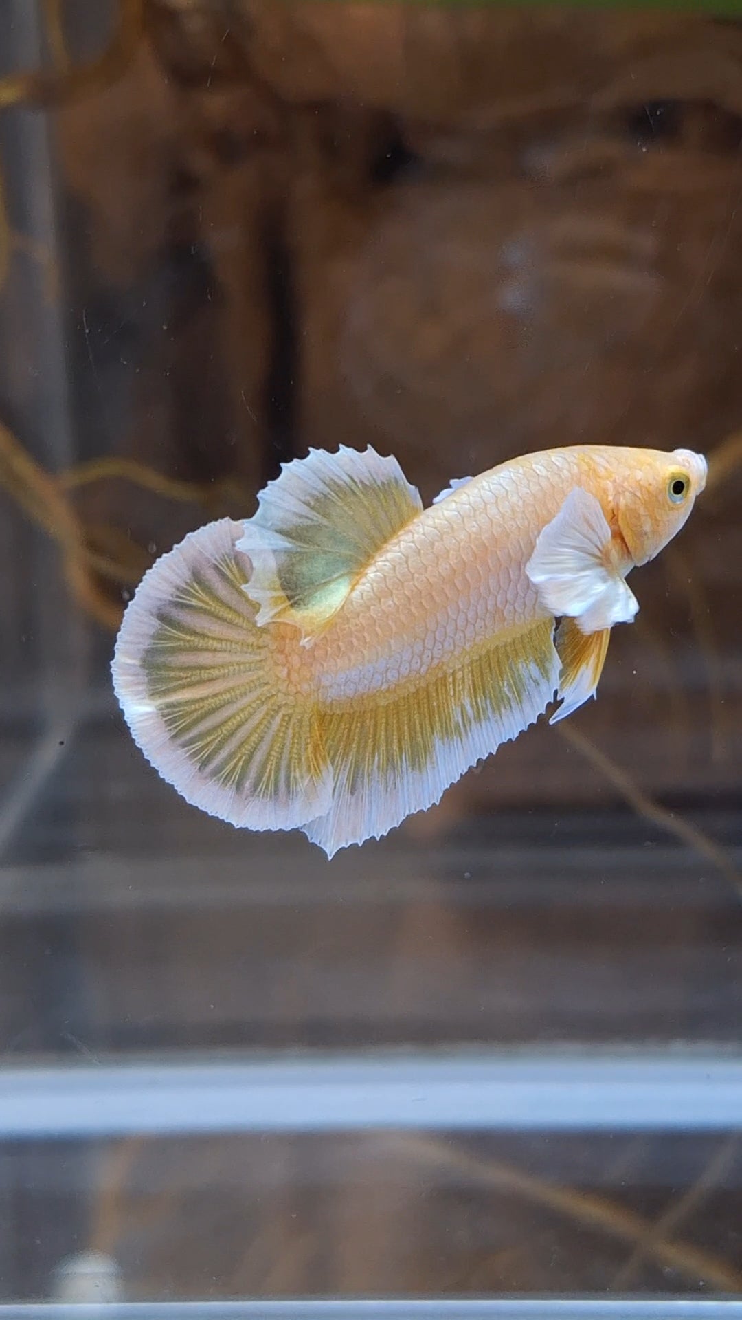 Gold Big Ear Butterfly Plakat Betta Fish Male