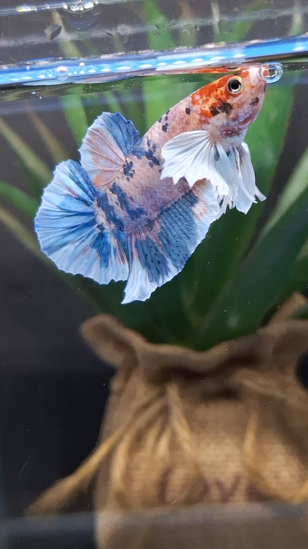 Dumbo Ear Candy Multicolor Plakat HMPK Betta Fish Male