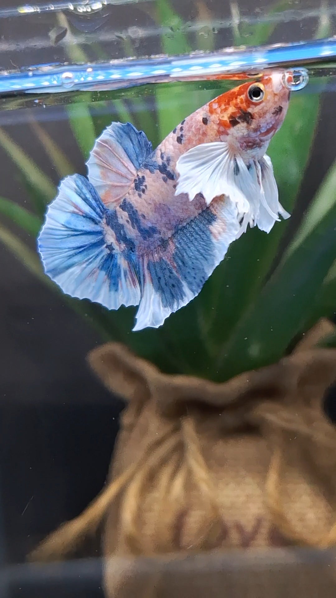 Dumbo Ear Candy Multicolor Plakat HMPK Betta Fish Male