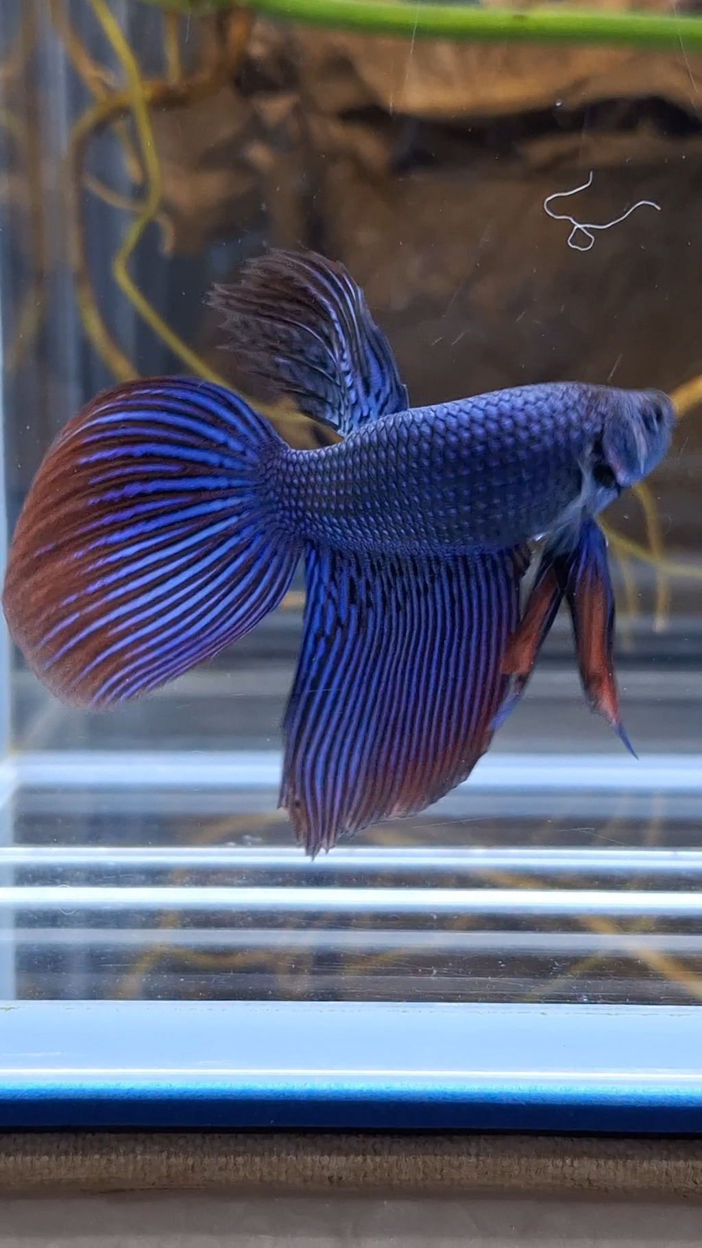 Alien Long Fins Blue Delta Tail Rare Wild Betta Fish Male