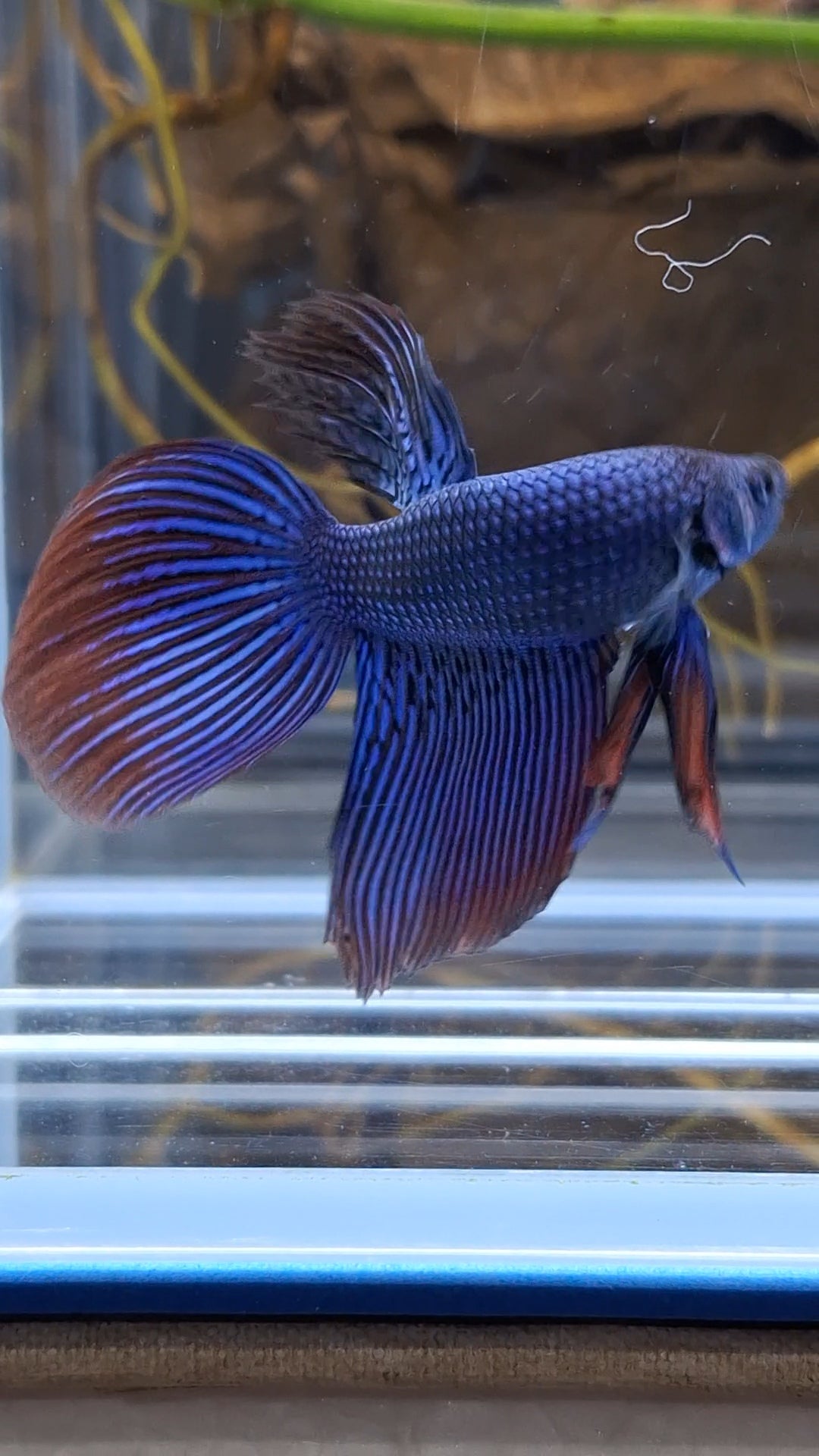 Alien Long Fins Blue Delta Tail Rare Wild Betta Fish Male