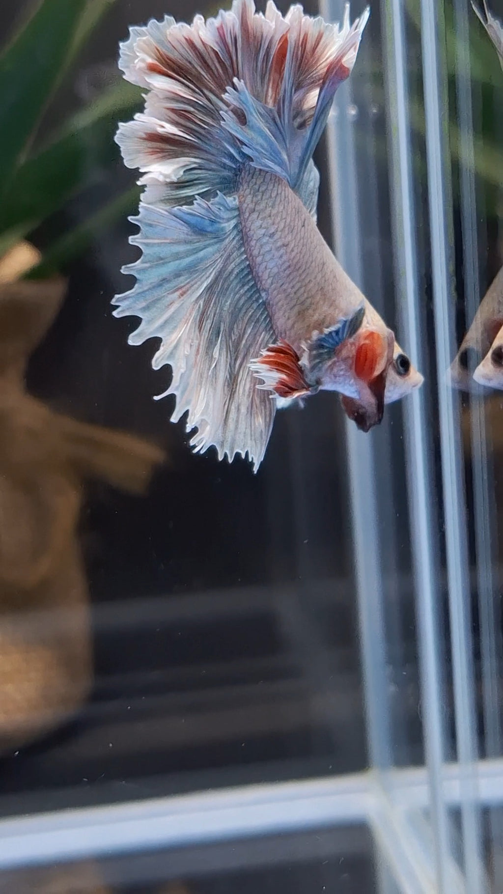 King Feathertail Dumbo Pastel Copper Betta Fish Male