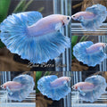 Halfmoon Feathertail Dumbo Ear Blue Sky Betta Fish Male