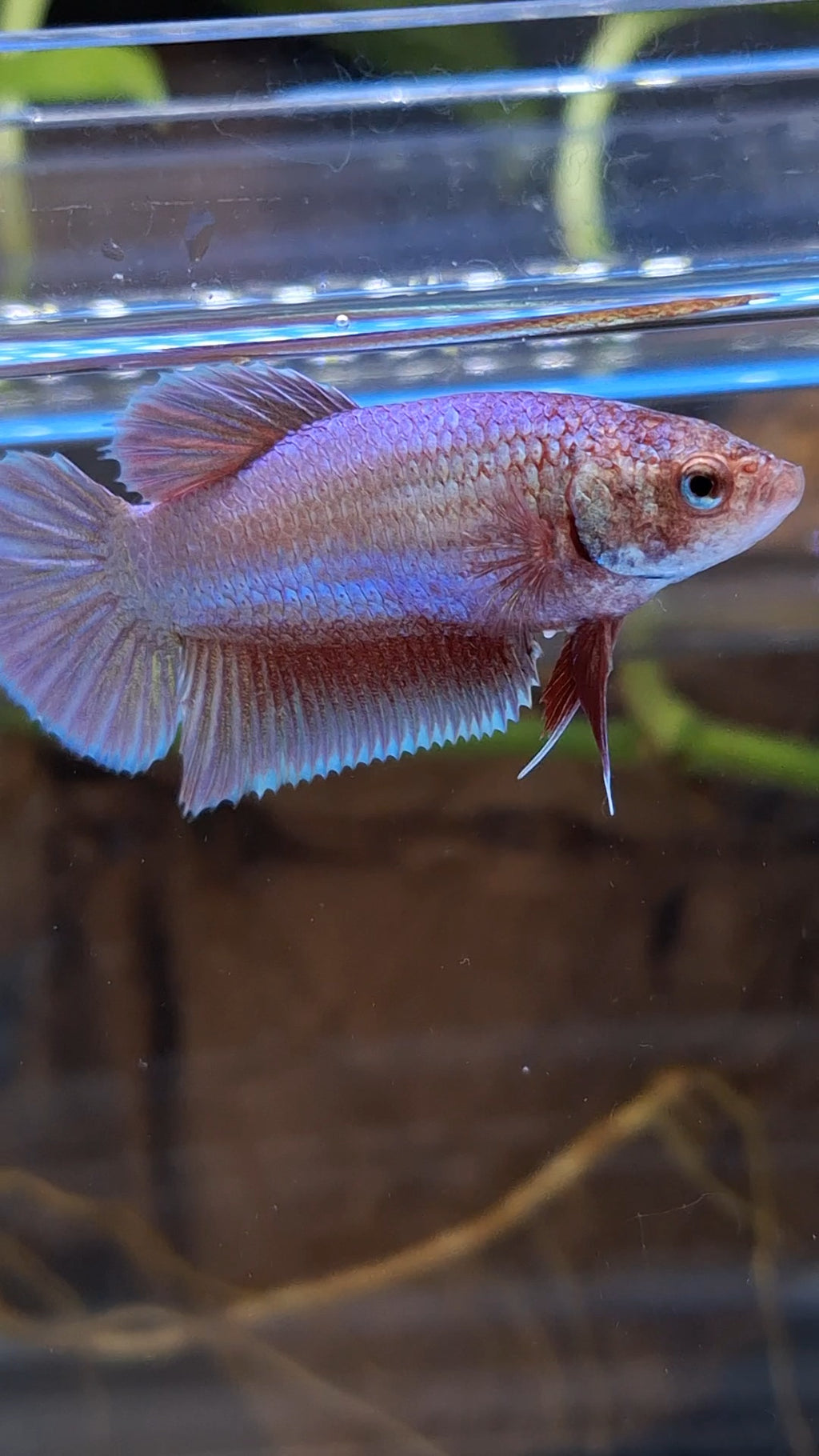 Purple Pink Aurora Plakat HMPK Female Betta Fish For Sorority / Breed