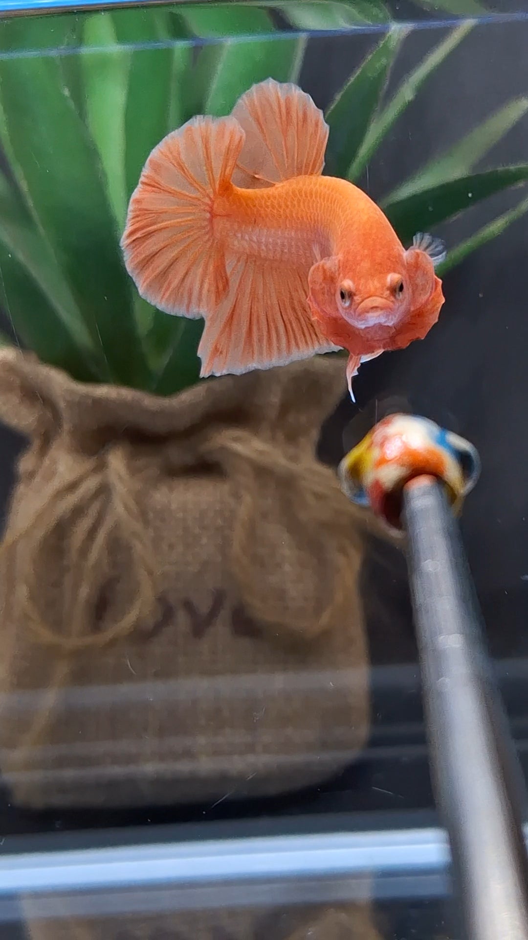 Orange Solid Premium Plakat HMPK Betta Fish Male