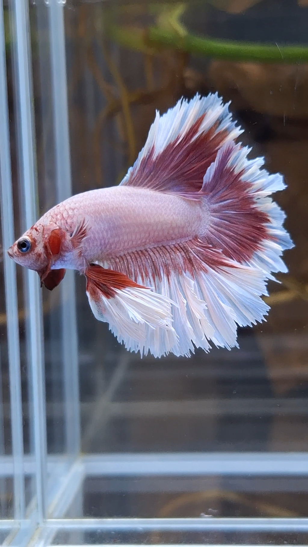 King Feathertail Pink Purple Butterfly Betta Fish Male