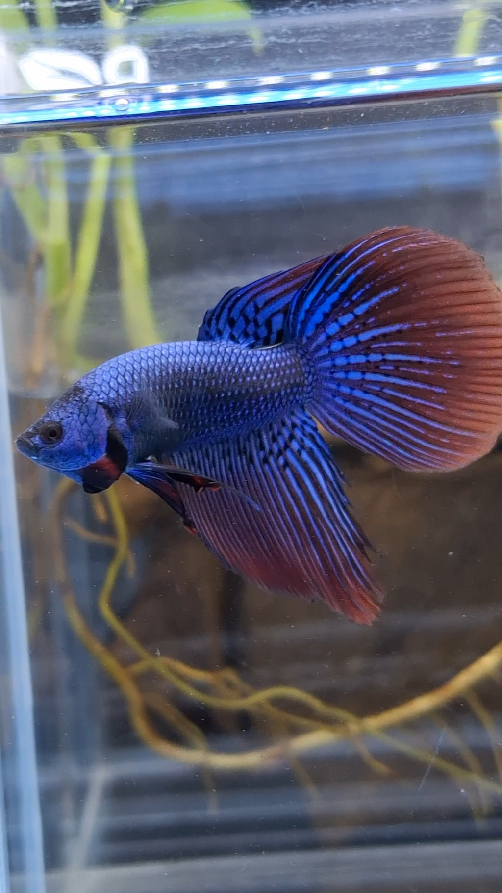 Alien Long Fins Blue Delta Tail Rare Wild Betta Fish Male