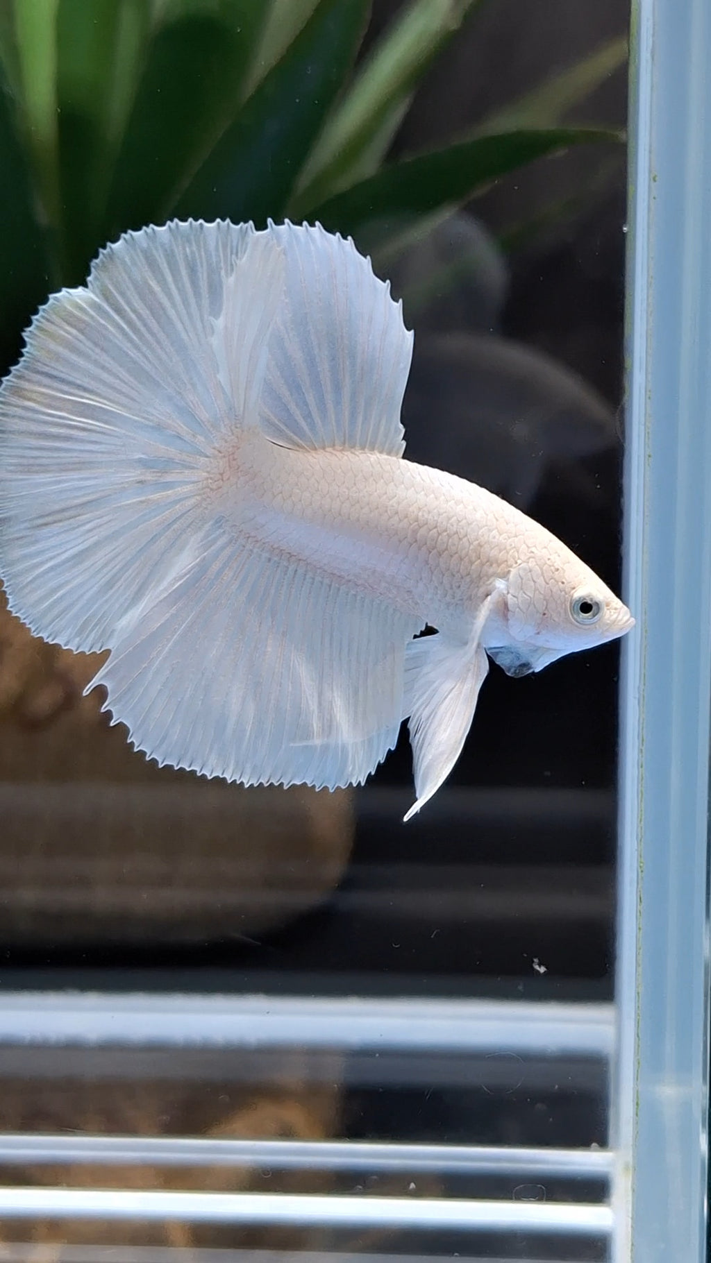 Halfmoon White Platinum Betta Fish Male