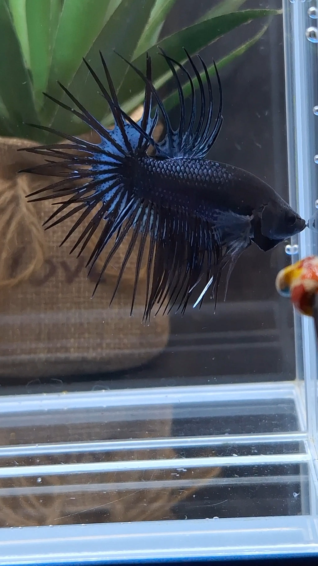 Crowntail Black Orchid Betta Fish Male