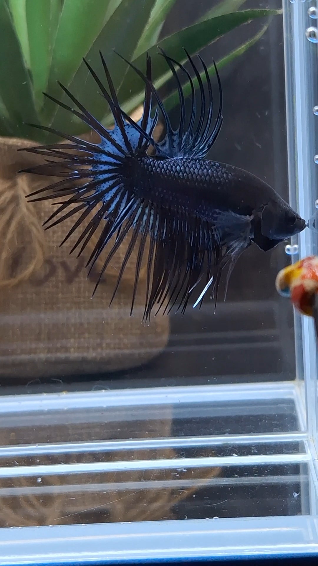 Crowntail Black Orchid Betta Fish Male