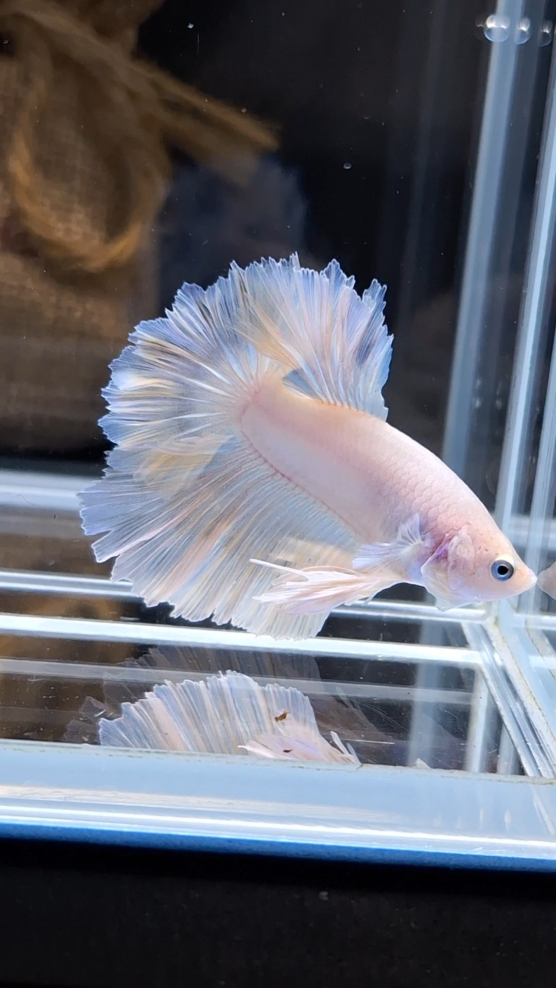 King Feathertail White Unicorn Soft Yellow Wash Betta Fish Male