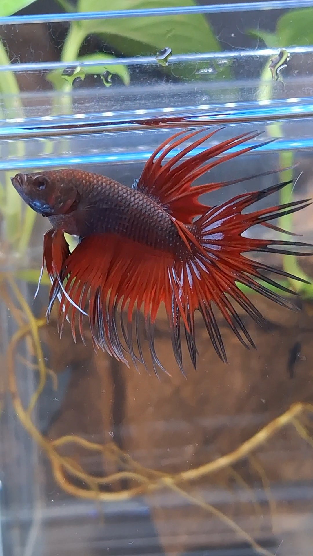 Crowntail Vampire Dark Red Betta Fish Male