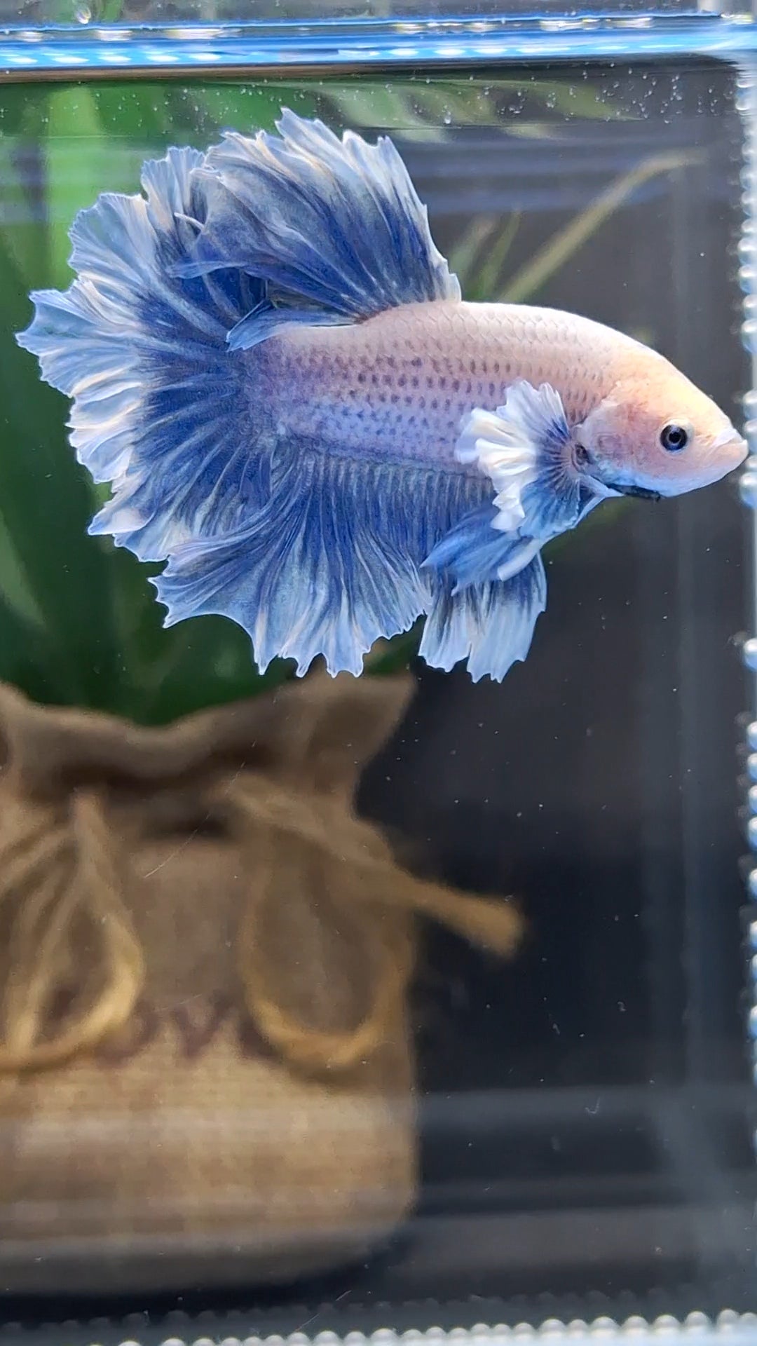 Halfmoon Feathertail Dumbo Grizzle Betta Fish Male
