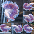 King Feathertail Halfmoon Dumbo Rose Ear Pink Purple Butterfly Premium Betta Fish Male