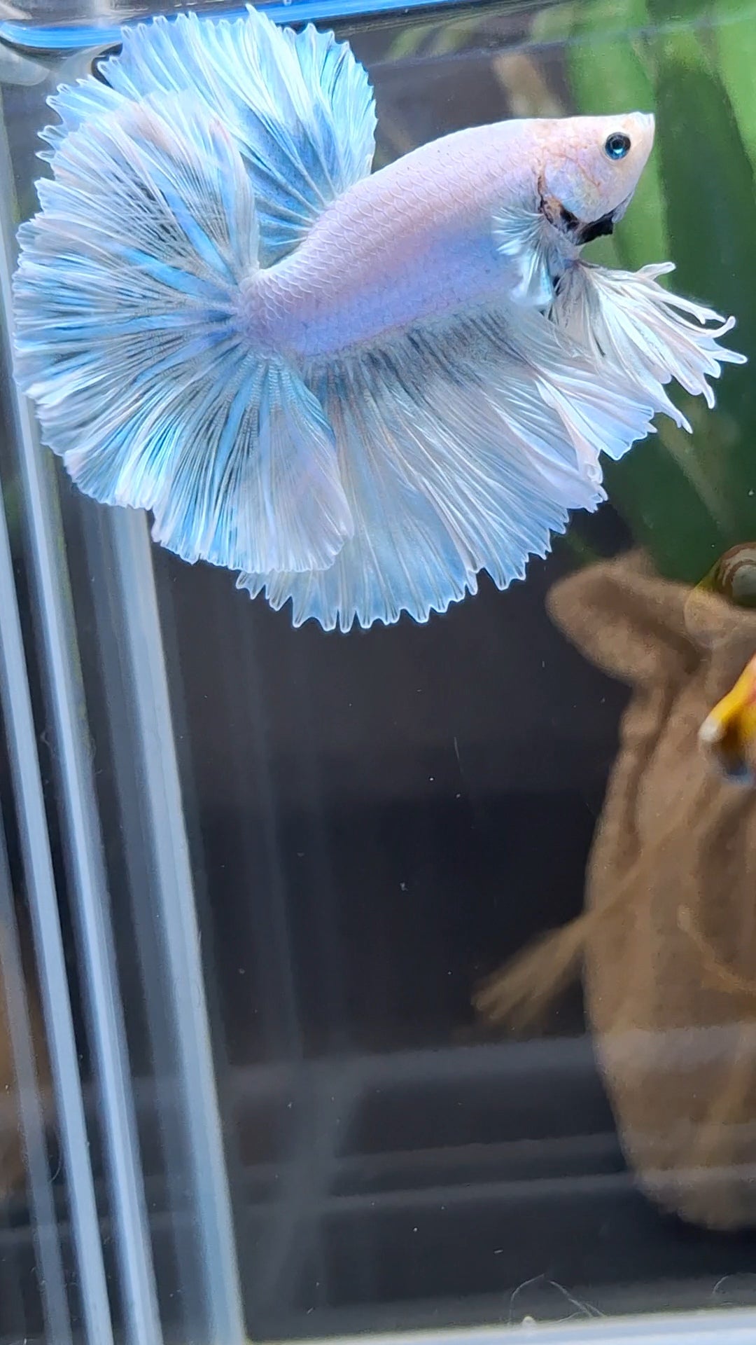 Over Halfmoon King Pastel Aurora Blue Sky Betta Fish Male