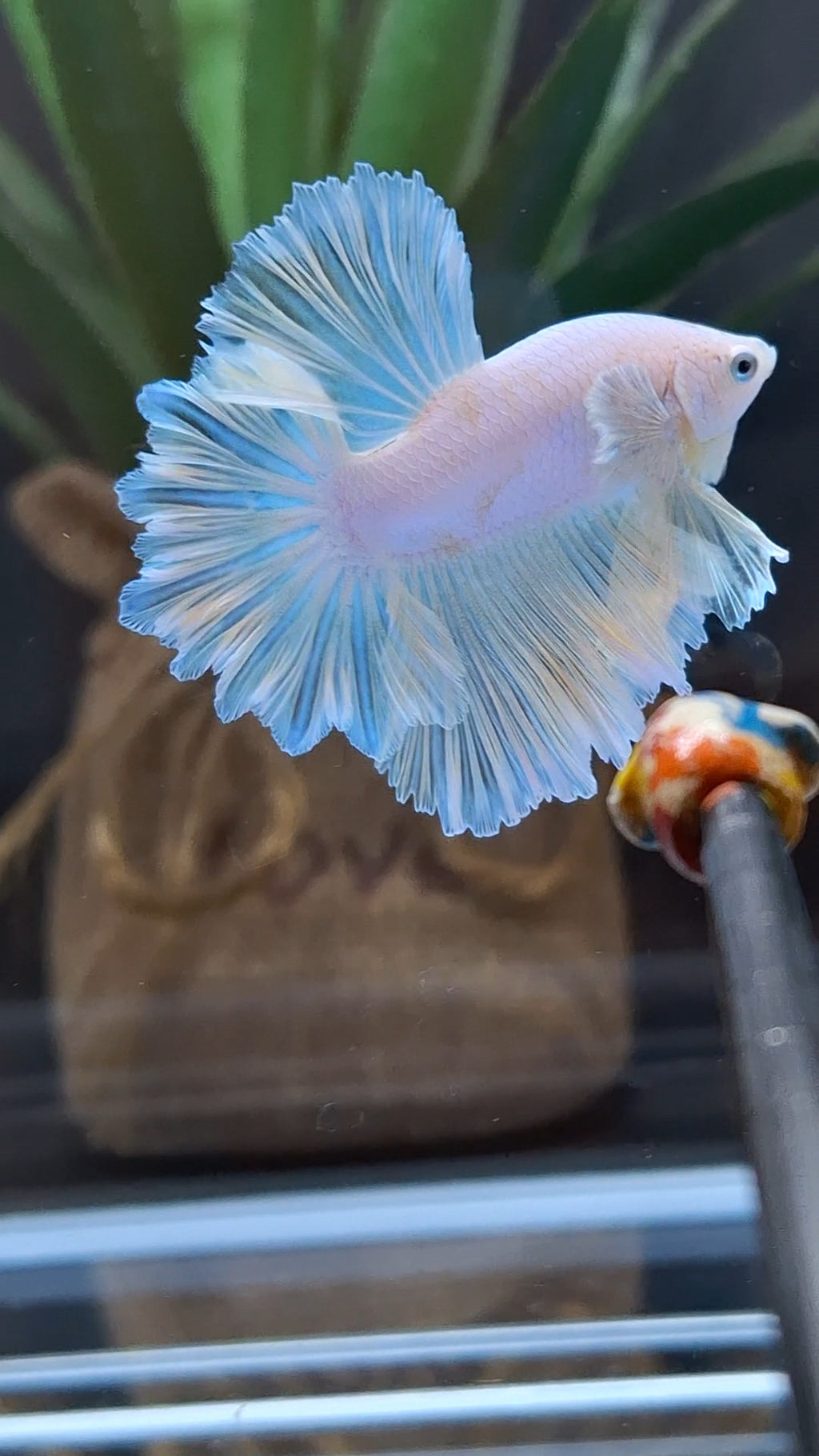 King Feathertail Soft Gold Unicorn Rare Betta Fish Male