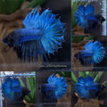King Crowntail Halfmoon Blue Turquoise Super Rare Betta Fish Male