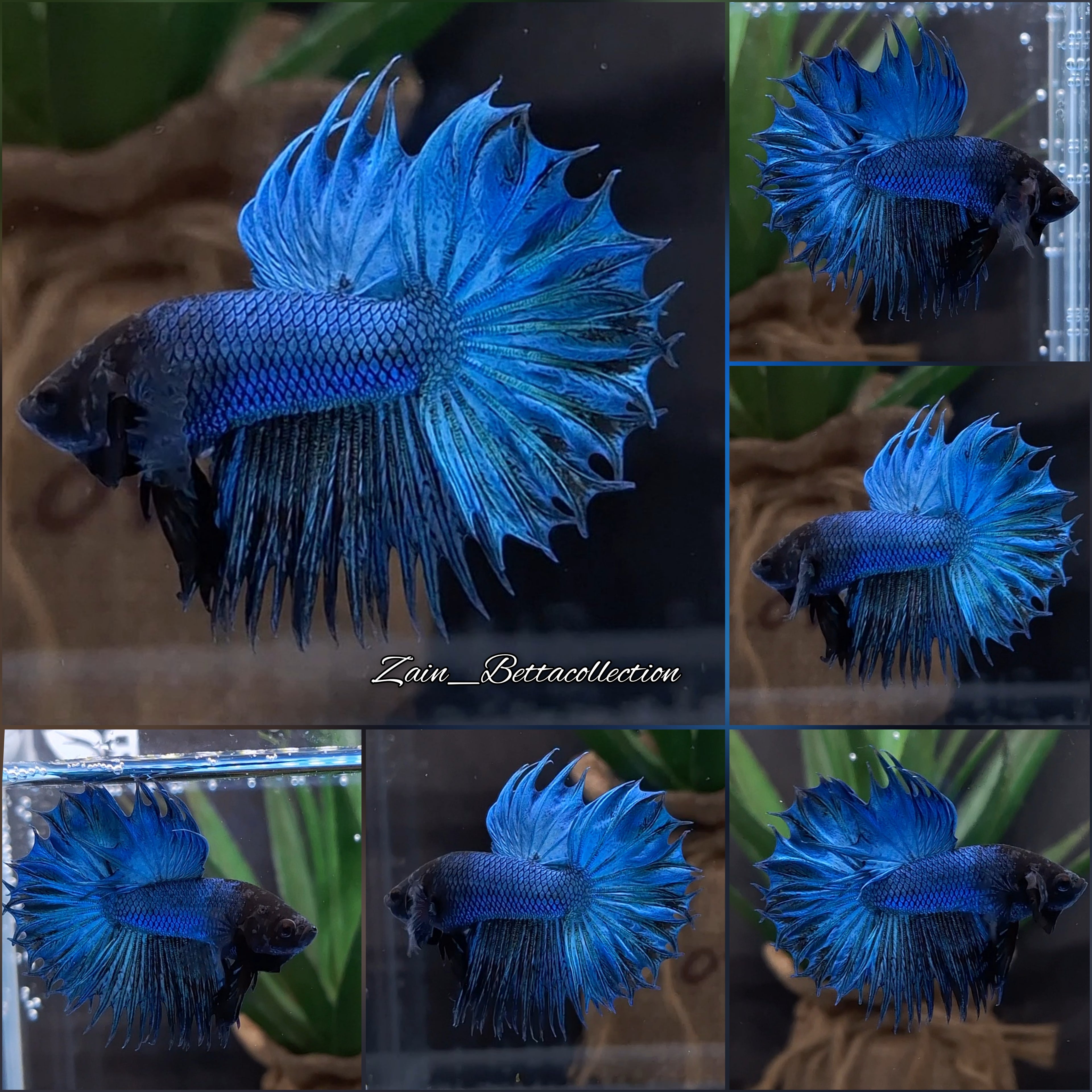 King Crowntail Halfmoon Blue Turquoise Super Rare Betta Fish Male