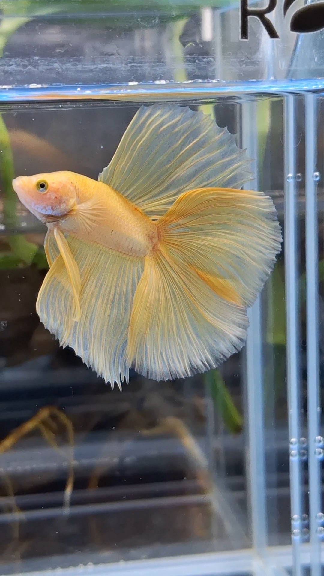 Halfmoon Double Tail Yellow Banana Betta Fish Male