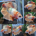 Fancy Candy Gold Copper Variant Double Tail HMPK Betta Fish Male